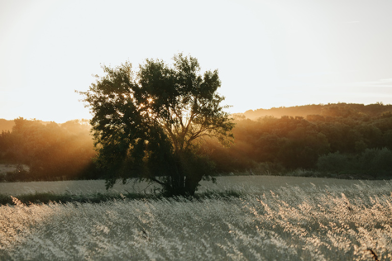 wedding in Provence